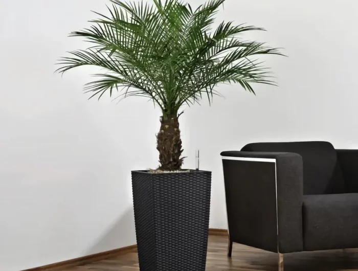 comment tailler le tronc d'un palmier phoenix arbre en pot pres dun fauteuil noir