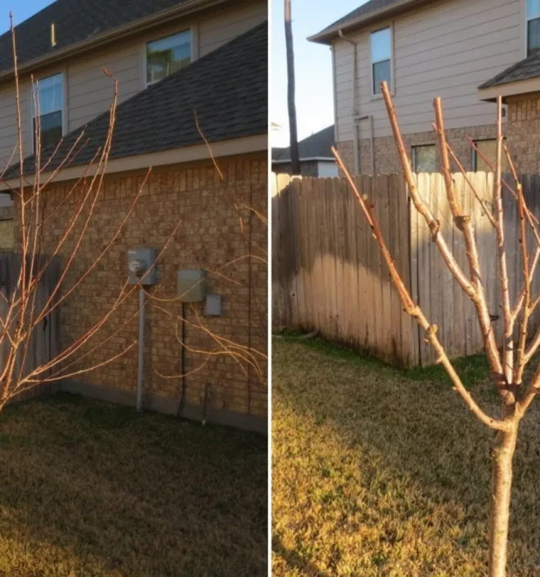 comment tailler un pommier en hiver arbres tailles dan unecour