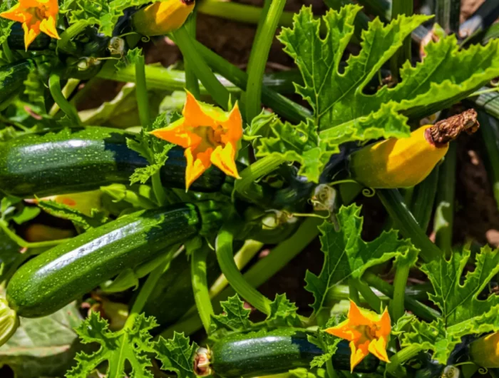 comment utiliser le bicarbonate de soude sur les courges