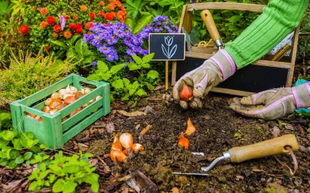 des bulbes d ail a planter en hiver