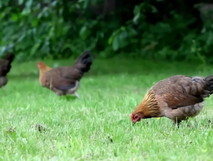 des poules sur une pelouse verte laissees a l air libre