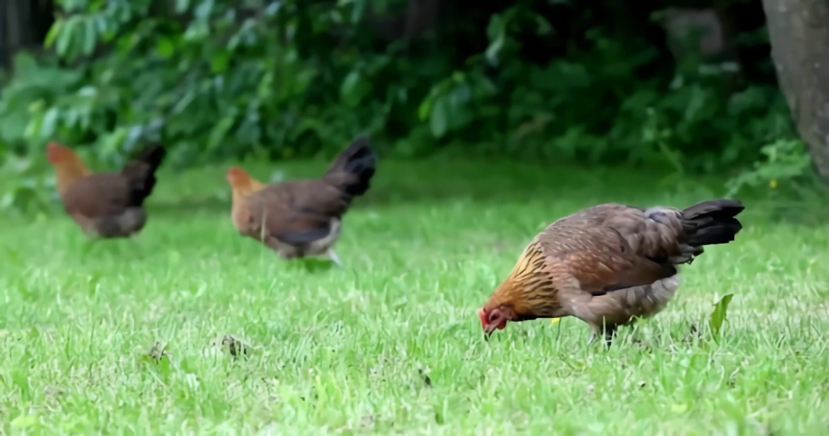 des poules sur une pelouse verte laissees a l air libre