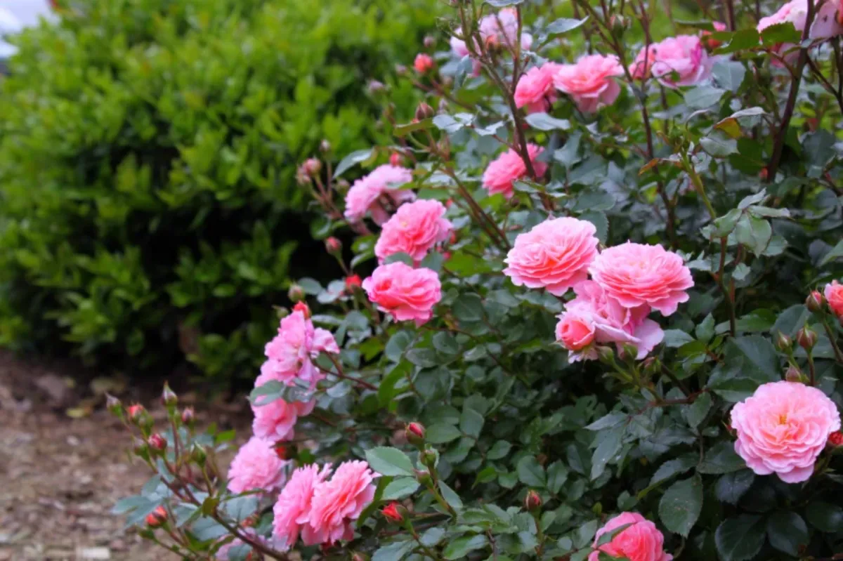 des rosiers buissons fleurs roses jardin vert