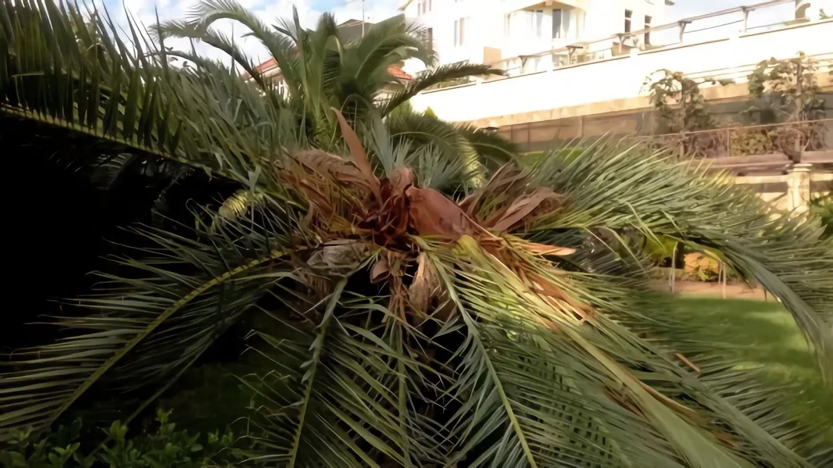 doit on couper les feuilles d'un palmier feuilles mortes