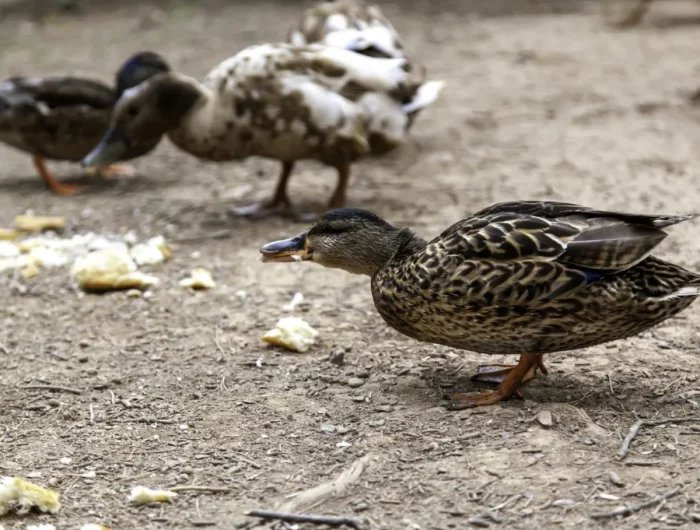 donner du pain au canard pourquoi ne pas donner du pain aux oiseaux astuces
