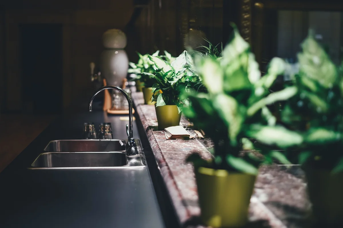 enlever mauvaise odeur evier bicarbonate soude nettoyage plantes vertes