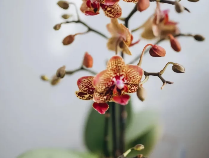 exemple orchidée comment faire refleurir une orchidée facilement