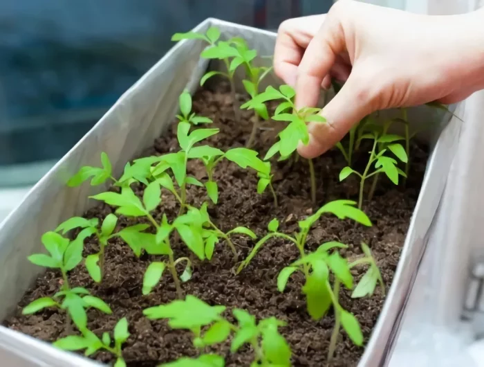 faire des semis de tomates avec des graines mains sement des semis