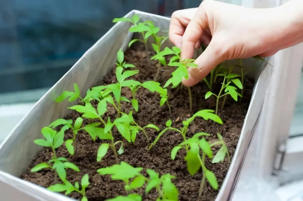 faire des semis de tomates avec des graines mains sement des semis