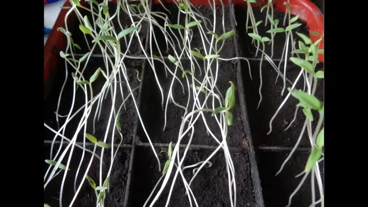 faire des semis de tomates avec des graines semis de longues jambes