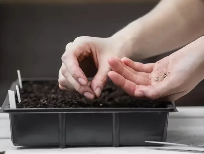 faire des semis de tomates étape par étape quand débuter et comment procéder