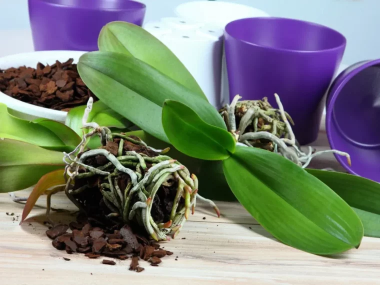 faire un rempotage pour sauver une orchidee