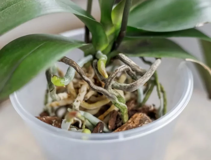 faut il couper les feuilles jaunies des orchidées entretien simple fleur