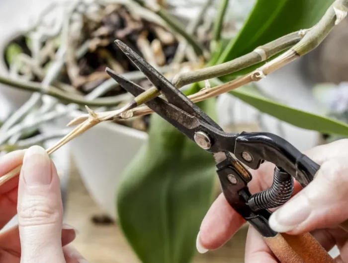 faut il tailler l orchidee pour qu elle refleurisse