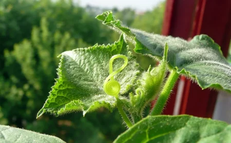 fenetre lumire interieur legumes potager quand semer concombre