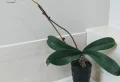 Mon orchidée perd ses fleurs : pour quelles raisons et comment y remédier