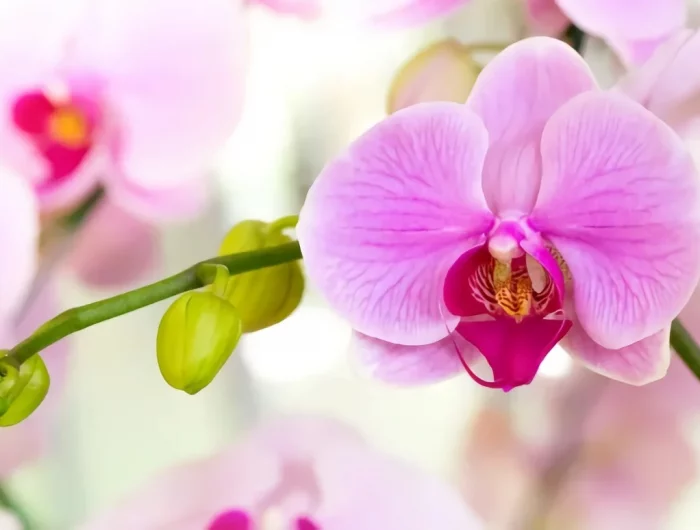 floraison plante petales roses entretien orchidee boutons