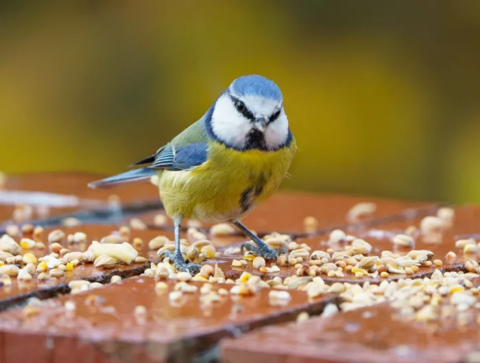 graines pour oiseaux que mange un oiseau régime alimentaire équilibré