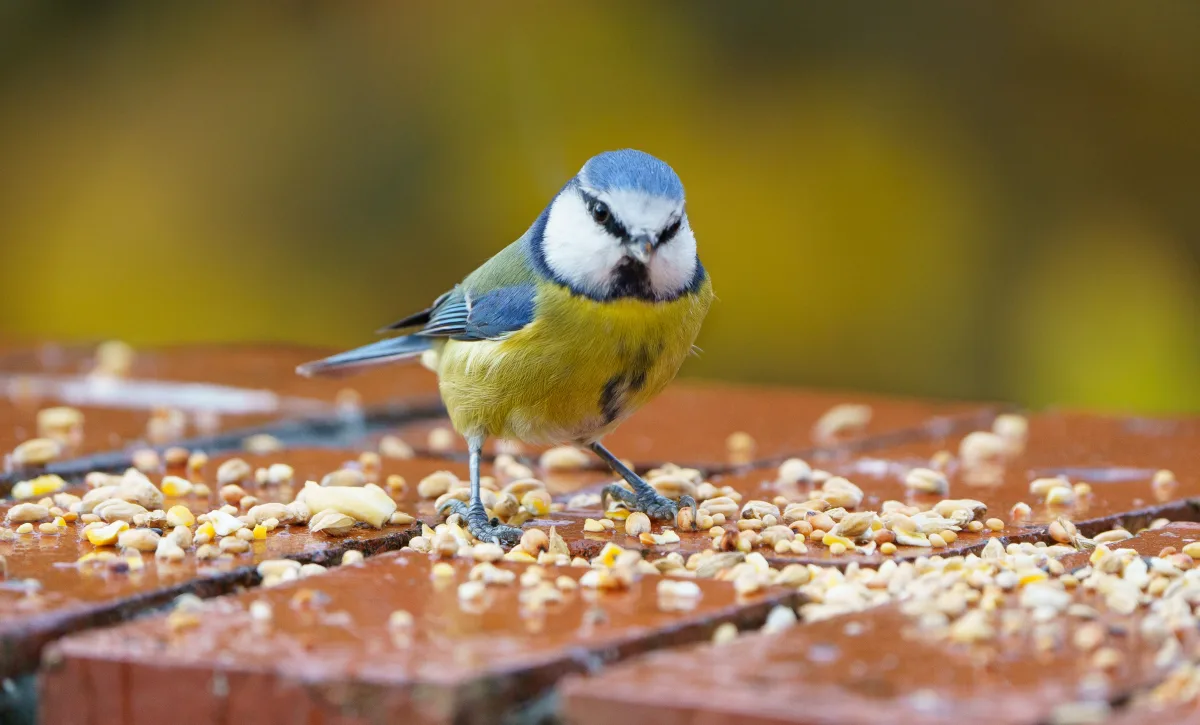 graines pour oiseaux que mange un oiseau régime alimentaire équilibré