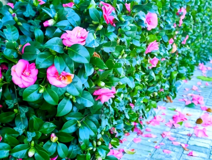 haie brise vue fleurie roses roses feuilles vertes