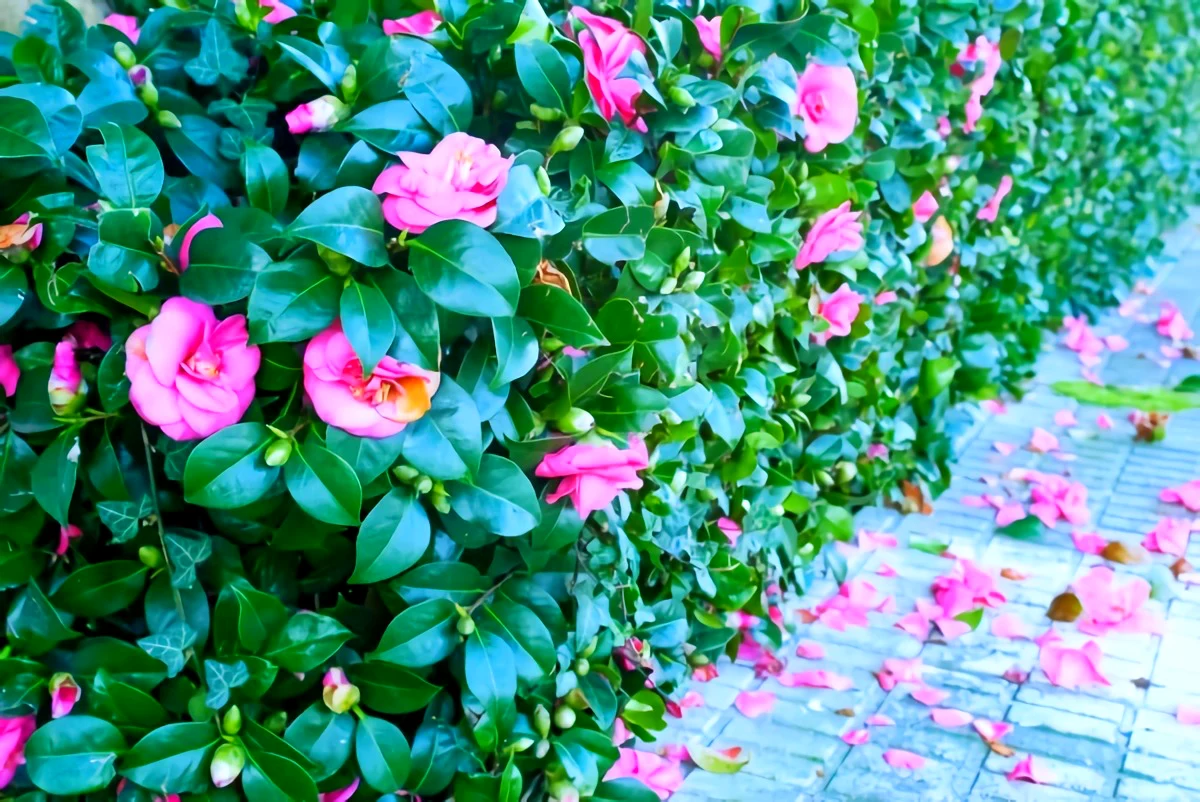 haie brise vue fleurie roses roses feuilles vertes