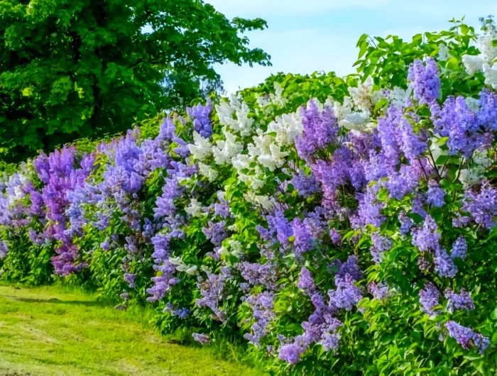 haie fleurie brise vue fleurs violettes verdure