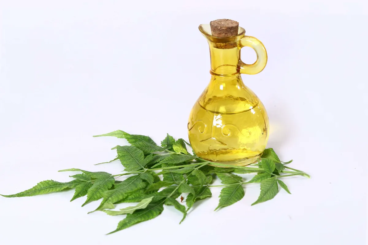 huile de neem contre les moucherons des terreaux