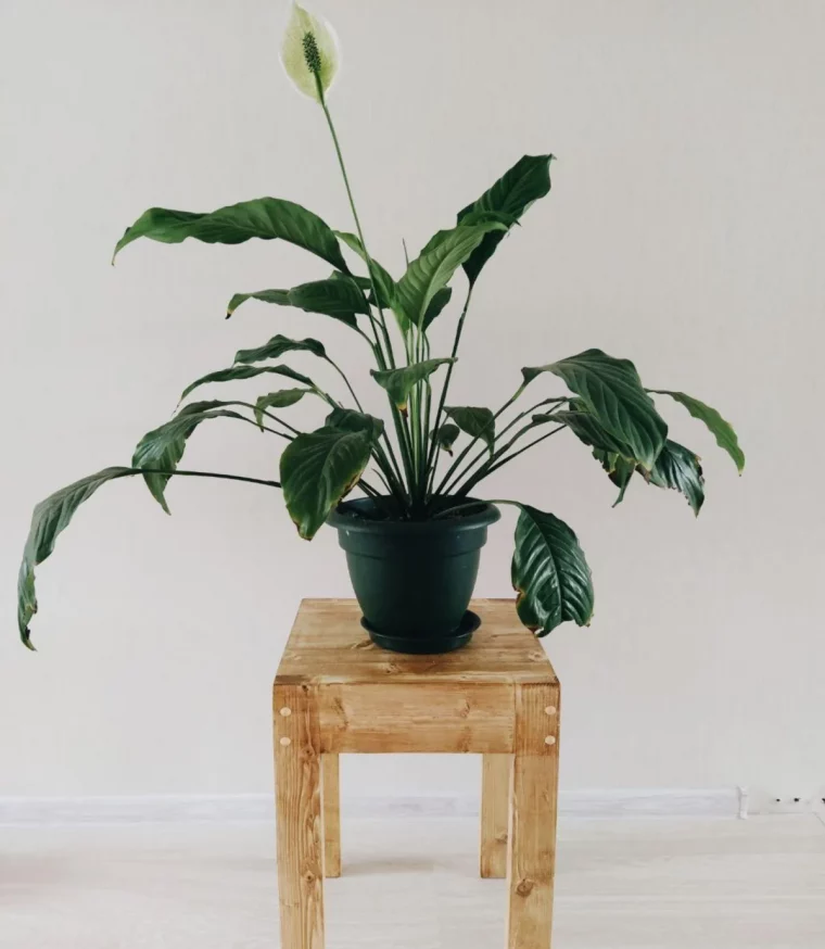 idée quelle plante anti humidité enlever la moisussure dans la salle de bain