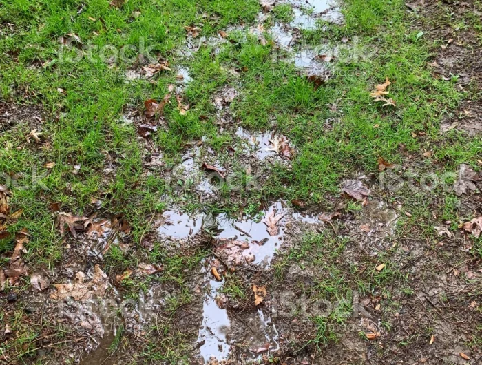 jardin gazon vert innonde par la pluie