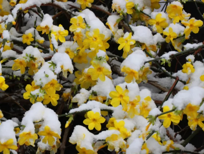 jasmin en pot hivernage fleurs jaunes sous laneige
