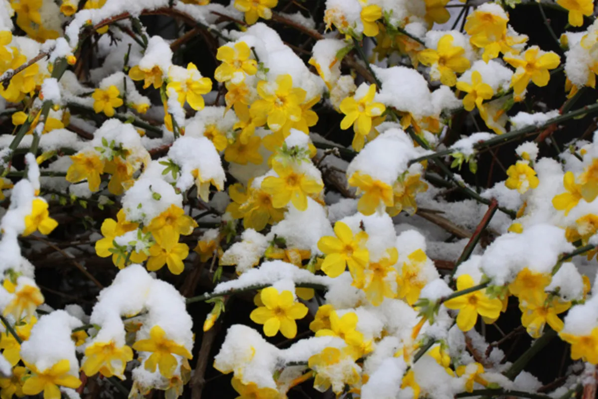 jasmin en pot hivernage fleurs jaunes sous laneige
