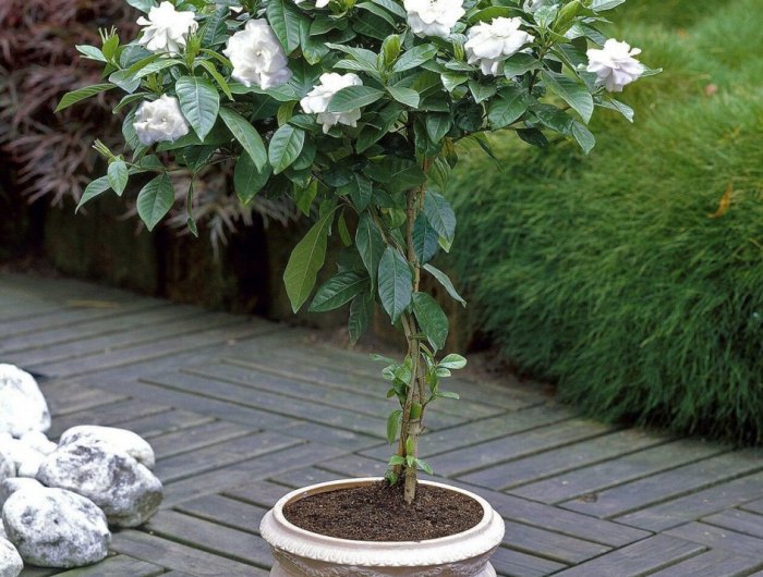 jasmin pot hiver rangee de jasmins devant unemaison enbois