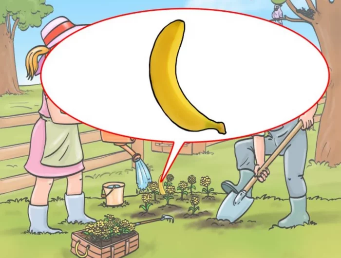l erreur est la banane qui pousse sur le sol