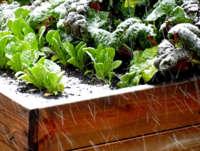 le potager au coeur de l'hiver laitues sous la neige