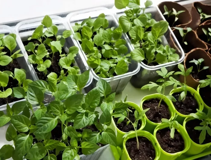 legumes a planter en hiver plants alinterieur