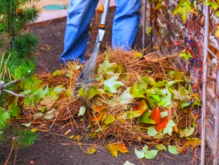 les aiguilles du sapin dans le compost