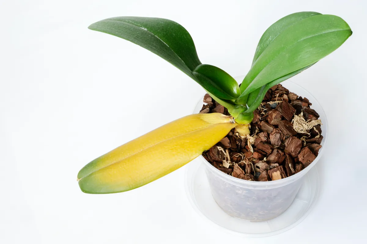 les feuilles de cette orchidee jaunissent dans un pot blanc sur fond blanc