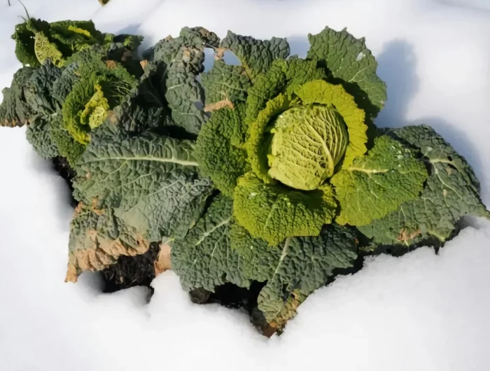 légumes à récolter au jardin en janvier travaux jardin hiver