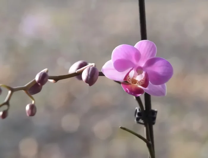 lumiere conditions entretien orchidee d interieur boutons floraison