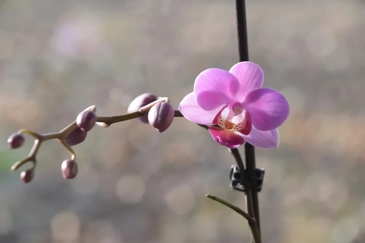 lumiere conditions entretien orchidee d interieur boutons floraison
