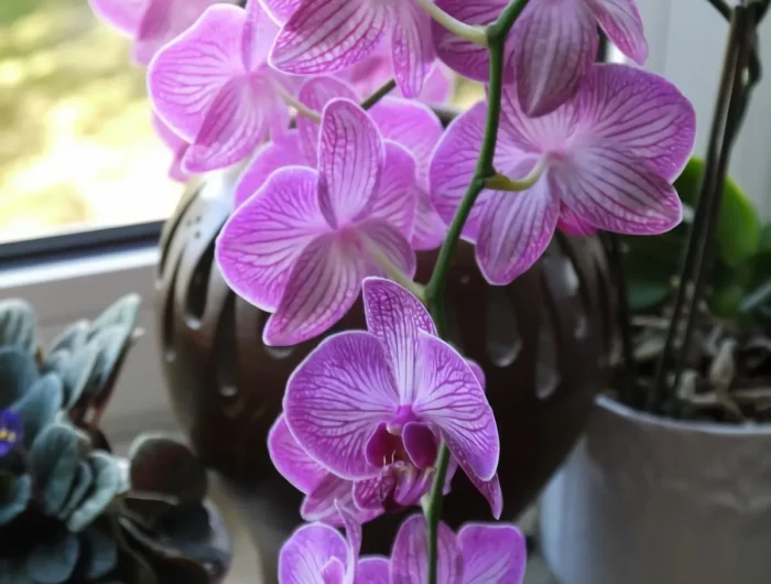 mon orchidée perd ses fleurs astuces que faire quand les fleurs d orchidées tombent