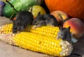 Comment se débarrasser des souris avec du bicarbonate de soude ?