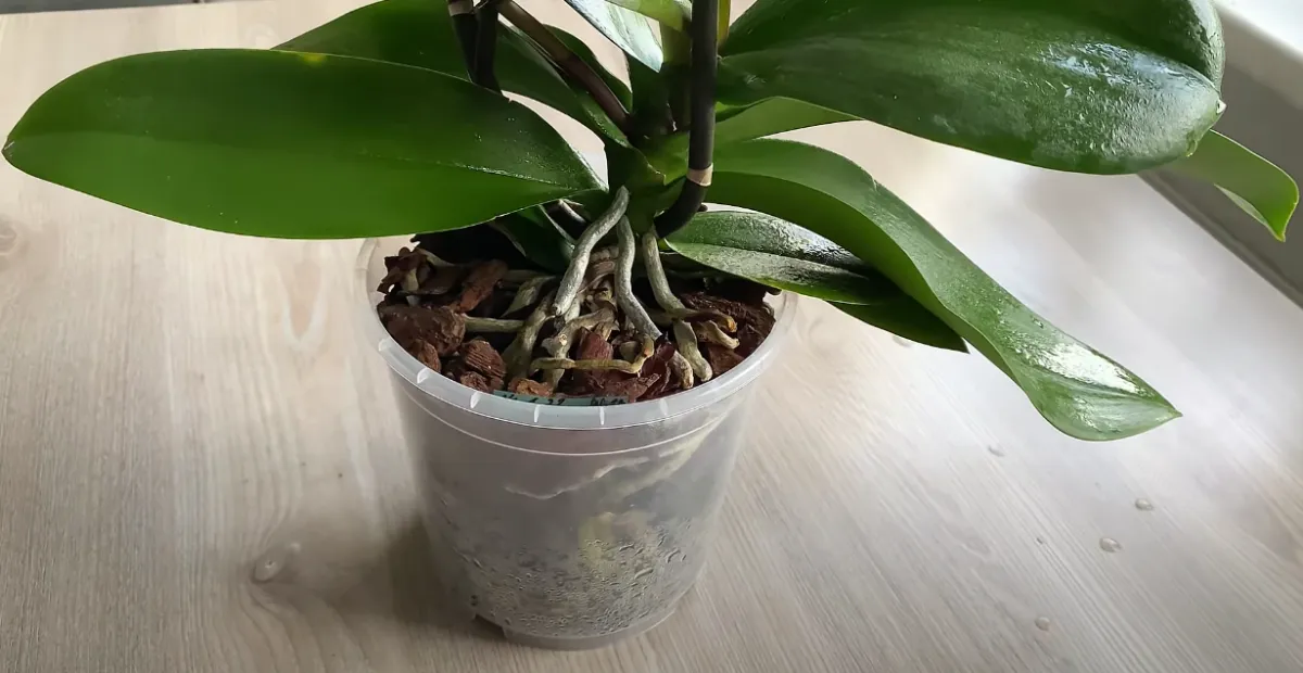 orchidee feuilles saines