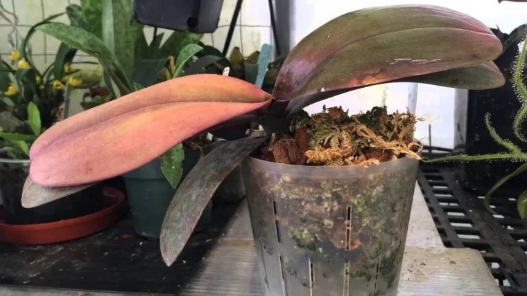orchidee qui semble en fin de vie dans un pot a trous verticaux