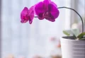 Pourquoi mon orchidée ne fleurit pas ? Point sur les raisons principales