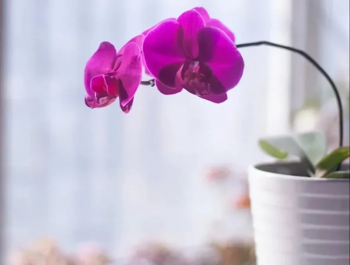 orchidée qui ne fleurit pas exemple jardin côté fenêtre
