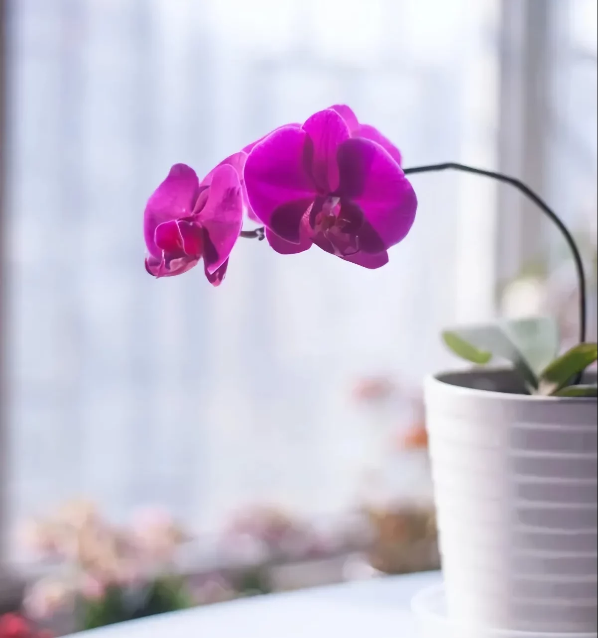 orchidée qui ne fleurit pas exemple jardin côté fenêtre
