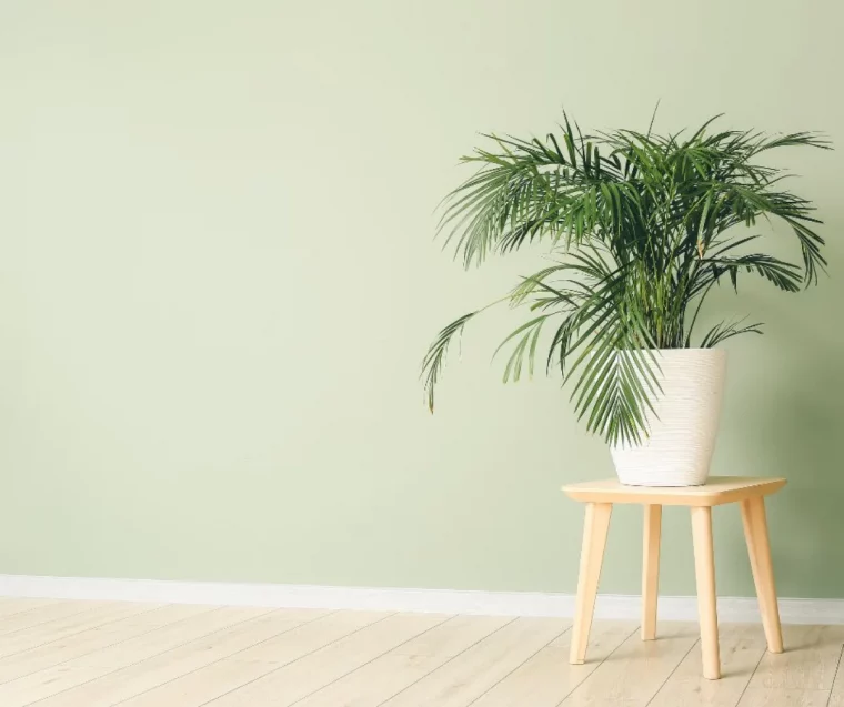 palmier d intérieur anti moisissure et humidité comment enlever le moisi avec des plantes