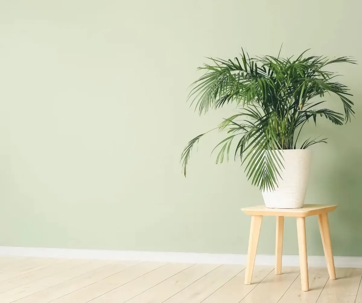 palmier d intérieur anti moisissure et humidité comment enlever le moisi avec des plantes