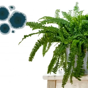 5 plantes d'intérieur qui aident à prévenir la moisissure dans la maison